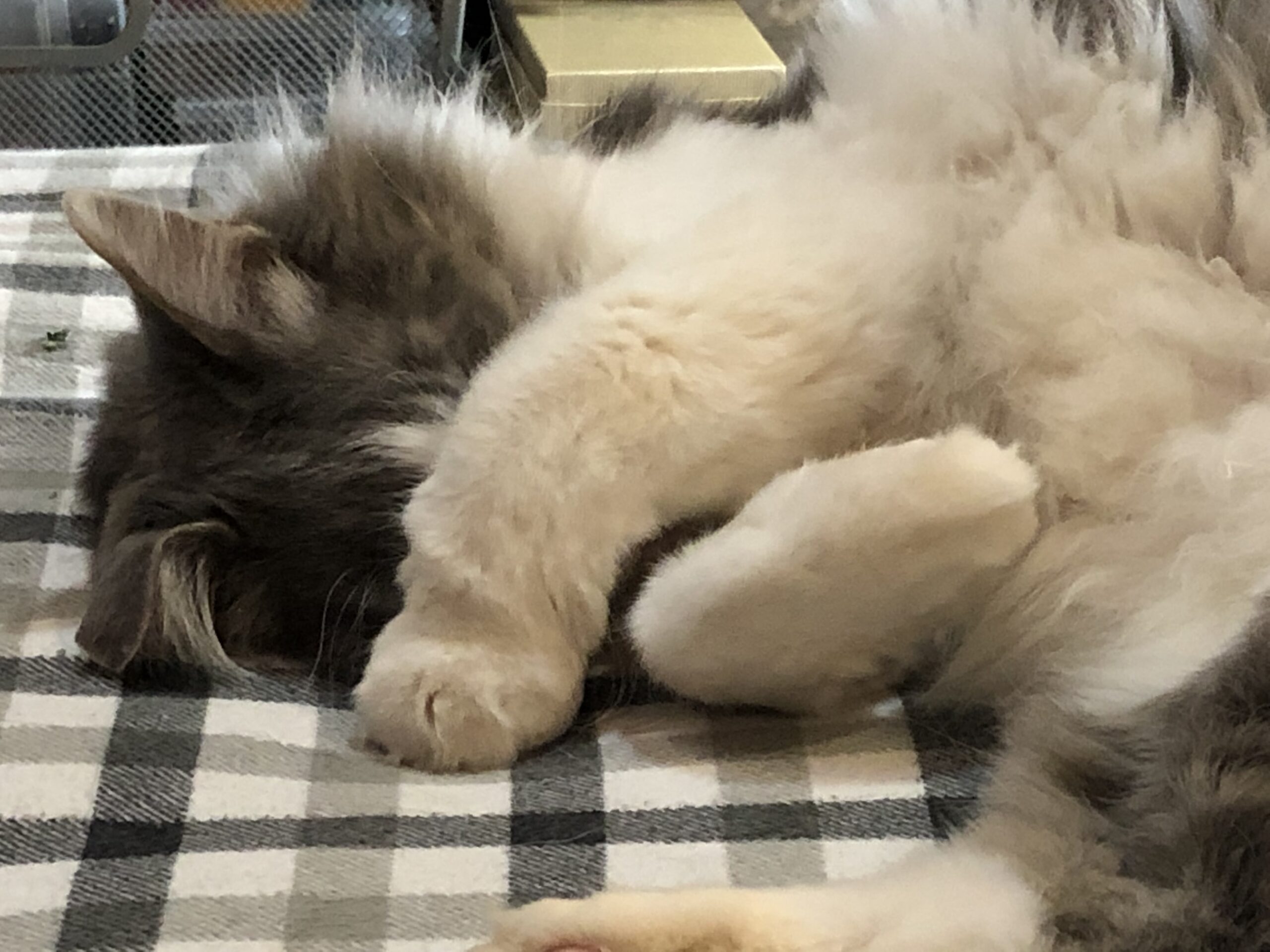 Cat with paw over the face.